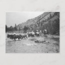 Search for pack mule Western