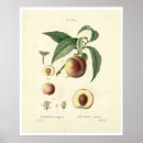 Search for vintage peach illustration posters Botanical