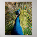 Search for bird shaped posters Animal