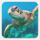 Search for sea turtles hawaii stickers Maui