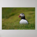 Search for auk posters Puffin