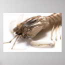 Search for gourmet posters Crustacean