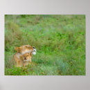 Search for lioness posters Wild