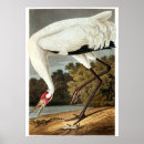 Search for whoops posters John james audubon