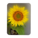 Search for closeup magnets Bright