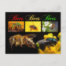 Search for pollinators postcards Bees
