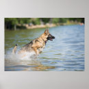 Search for shepherds posters Pet