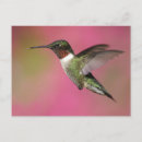 Search for ruby throated postcards Wildlife