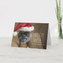 Search for white boxer cards Photography