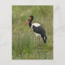 Search for saddles postcards Nature