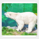 Search for ice bear stickers White