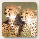 Search for conservation coasters Animal
