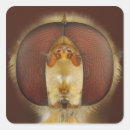 Search for brown eyes stickers Animal