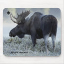 Search for moose mouse mats Nature