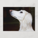 Search for looking up postcards Animal