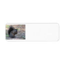 Search for squirrel return address labels Nature