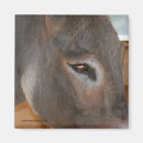 Search for donkeys magnets Photography