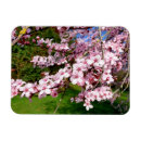 Search for blossoms on tree magnets Sakura