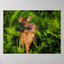 Search for white tailed deer posters Superstock