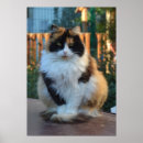 Search for cat breed posters Kitty