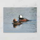 Search for merganser duck Animals