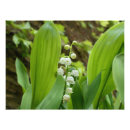 Search for lily of the valley art Green