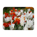 Search for ginger magnets Flowers