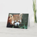 Search for zoo panda cards Animal