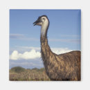 Search for emu magnets Nature