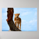 Search for big five posters Animal