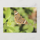 Search for flying insect postcards Wildlife