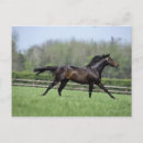 Search for thoroughbred horizontal postcards Animal