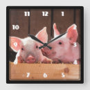 Search for piglet clocks Farm animal