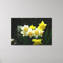 Search for daffodil canvas prints Yellow