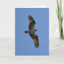 Search for osprey cards Sky