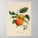 Search for pomme posters Food