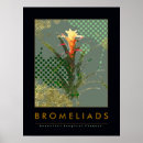 Search for bromeliad posters Garden