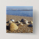 Search for shells badges Beach