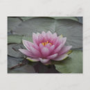 Search for lily pad postcards Pretty