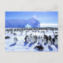 Search for aptenodytes postcards Ice
