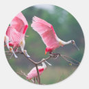 Search for roseate spoonbill stickers Ajaia ajaja