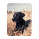 Search for drying magnets Animal