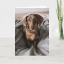 Search for dapple cards Dog