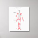 Search for anatomical canvas prints Anatomy