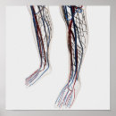 Search for arteries and veins posters Biomedical illustrations