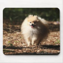 Search for fallen mouse mats Autumn