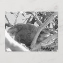 Search for asleep cards Photograph