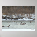 Search for canada goose posters Branta canadensis