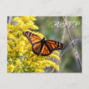 Search for insects rsvp cards Wings