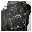 Search for black dog tiles Labrador retriever